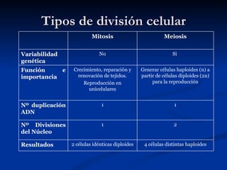 Tipos de división celular Mitosis Meiosis Variabilidad genética No Si  Función e importancia Crecimiento, reparación y renovación de tejidos. Reproducción en unicelulares Generar células haploides (n) a partir de células diploides (2n) para la reproducción Nº duplicación ADN 1 1 Nº Divisiones del Núcleo 1 2 Resultados 2 células idénticas diploides 4 células distintas haploides 