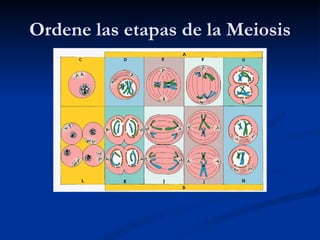 Ordene las etapas de la Meiosis 