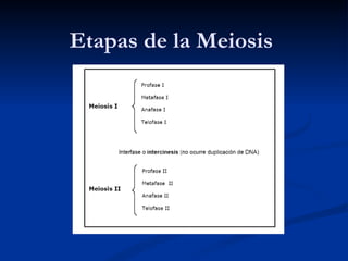 Etapas de la Meiosis 