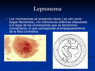 Leptonema Los cromosomas se presentan laxos ( se ven como largos filamentos), con estructuras esféricas dispuestas a lo largo de los cromosomas que se denominan cromómeros, lo que corresponde al empaquetamiento de la fibra cromatina. 