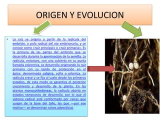 ORIGEN Y EVOLUCION

•   La raíz se origina a partir de la radícula del
    embrión, o polo radical del eje embrionario, y se
    conoce como «raíz principal» o «raíz primaria». Es
    la primera de las partes del embrión que se
    desarrolla durante la germinación de la semilla. La
    radícula, entonces, con una cubierta en su punta
    llamada coleorriza, se desarrolla originando la raíz
    primaria con su tejido de protección en el
    ápice, denominada caliptra, cofia o pilorriza. La
    radícula crece y se fija al suelo desde los primeros
    estadios, de esta modo se garantiza el posterior
    crecimiento y desarrollo de la planta. En las
    plantas monocotiledóneas, la radícula aborta en
    estados tempranos de desarrollo, por lo que el
    sistema radical está conformado por raíces que
    surgen de la base del tallo, las que —por ese
    motivo— se denominan raíces adventicias
 