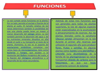 •   La raíz cumple varias funciones en la planta.      •   Además de estas tres funciones que
    Por un lado, permite el anclaje o fijación de la       son generales para todas las plantas
    planta al suelo. El tamaño relativo de las             superiores, la raíz de algunas especies
    raíces determinan también la posibilidad de
                                                           están especializadas en la acumulación
    que una planta pueda tener un mayor o
    menor desarrollo del vástago aéreo. La raíz            o almacenamiento de reservas. Así, las
    también permite la absorción del agua y de             plantas bienales como la zanahoria
    los nutrientes minerales disueltos en ella             (Daucus carota) almacenan en la raíz
    desde el suelo y su transporte al resto de la          durante el primer año reservas que
    planta. Asimismo, la raíz es el soporte de             utilizarán el segundo año para producir
    asociaciones simbióticas complejas con                 flores, frutos y semillas. En algunas
    varios tipos de microorganismos, tales como            plantas como Isoetes (una pteridófita) y
    bacterias y hongos, que ayudan a la
                                                           Littorella (una dicotiledónea de la
    disolución del fósforo inorgánico del suelo, a
    la fijación del nitrógeno atmosférico y al             familia de las plantagináceas) las raíces
    desarrollo de las raíces secundarias.                  transportan dióxido de carbono para la
                                                           fotosíntesis, ya que sus hojas
                                                           usualmente carecen de estomas
 