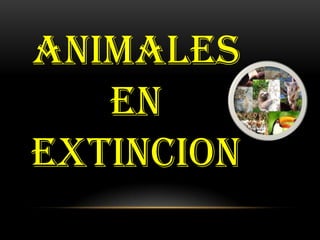 ANIMALES
   EN
EXTINCION
 