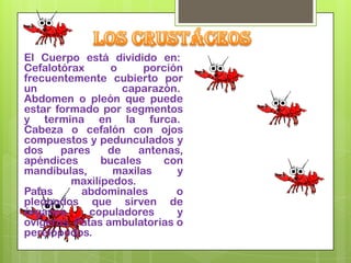 El Cuerpo está dividido en:
Cefalotórax      o     porción
frecuentemente cubierto por
un                 caparazón.
Abdomen o pleón que puede
estar formado por segmentos
y termina en la furca.
Cabeza o cefalón con ojos
compuestos y pedunculados y
dos    pares    de    antenas,
apéndices      bucales    con
mandíbulas,      maxilas     y
         maxilípedos.
Patas      abdominales       o
pleópodos que sirven de
órganos      copuladores     y
ovígeros. Patas ambulatorias o
pereiópodos.
 