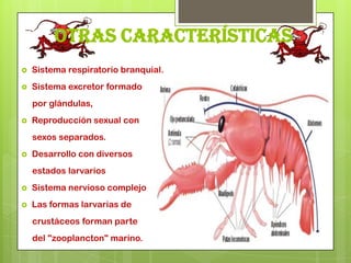 Otras características
   Sistema respiratorio branquial.
   Sistema excretor formado
    por glándulas,
   Reproducción sexual con
    sexos separados.
   Desarrollo con diversos
    estados larvarios
   Sistema nervioso complejo
   Las formas larvarias de
    crustáceos forman parte
    del "zooplancton" marino.
 