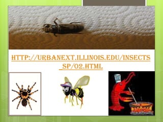 http://urbanext.illinois.edu/insects
            _sp/02.html
 