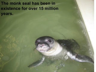 The monk seal has been in existence for over 15 million years.