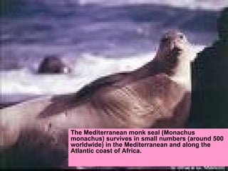 The Mediterranean monk seal (Monachus monachus) survives in small numbers (around 500 worldwide) in the Mediterranean and along the Atlantic coast of Africa.  