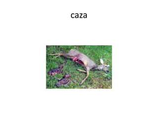 caza
 