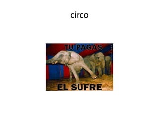 circo
 