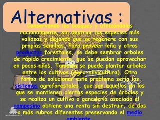 Alternativas :

Conservando los bosques y utilizándolos
racionalmente, sin destruir las especies más
valiosas y dejando que se regenere con sus
propias semillas. Para proveer leña y otros
productos forestales, se debe sembrar arboles
de rápido crecimiento, que se puedan aprovechar
en pocos años. También se puede plantar arboles
entre los cultivos (Agro-silvicultura). Otra
forma de solucionar este problema sería los
sistemas agroforestales, que son aquellos en los
que se mantienen ciertas especies de árboles y
se realiza un cultivo o ganadería asociado el
campesino obtiene una renta sin destruir, de dos
o más rubros diferentes preservando el medio

 