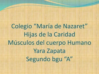 Colegio “María de Nazaret”
Hijas de la Caridad
Músculos del cuerpo Humano
Yara Zapata
Segundo bgu “A”
 