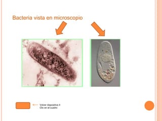 Bacteria vista en microscopio 
Volver diapositiva 4 
Clic en el cuadro 
 