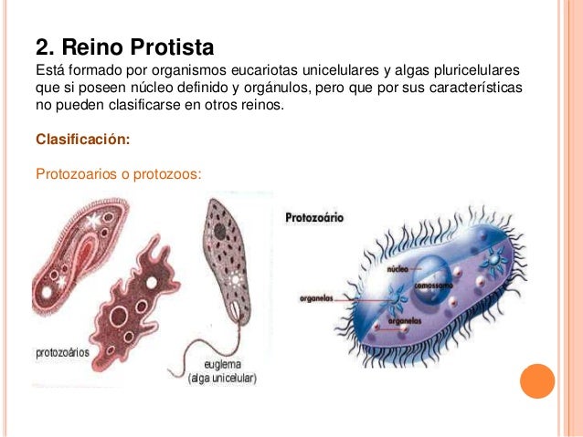 Los cinco reinos de la naturaleza