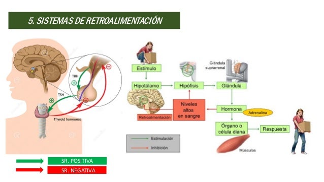 FISIOLOGIA DEL SISTEMA ENDOCRINO