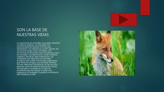 SON LA BASE DE
NUESTRAS VIDAS
La mayoría de los animales no pueden absorber
comida; la ingieren. Los animales han
evolucionado de diversas formas para
alimentarse. Los herbívoros comen plantas, los
carnívoros comen otros animales; y los
omnívoros se alimentan tanto de plantas como
de animales. Los detritívoros comen material
vegetal y animal en descomposición. Los
comedores por filtración son animales
acuáticos que cuelan minúsculos organismos
que flotan en el agua. Los animales también
forman relaciones simbióticas, en las que dos
especies viven en estrecha asociación mutua.
Por ejemplo un parásito es un tipo de
simbionte que vive dentro o sobre otro
organismo, el huésped. El parásito se alimenta
del huésped y lo dañ
 