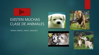 EXISTEN MUCHAS
CLASE DE ANIMALES
TIERNOS, FEROCEZ , LINDOS , GRACIOSOS
 