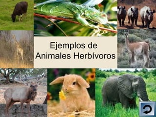 Ejemplos de
Animales Herbívoros