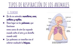TIPOS DE RESPIRACIÓN DE LOS ANIMALES
● Se da en animales mamíferos, aves,
anfibios y reptiles.
● Tiene lugar en los pulmones, que
funcionan
como sacos de aire (se expande
cuando entra el aire y se desinfla
cuando sale)
● Los pulmones se conectan con el
exterior mediante la tráquea.
II. PULMONAR
 