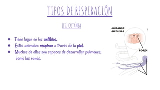 TIPOS DE RESPIRACIÓN
● Tiene lugar en los anfibios.
● Estos animales respiran a través de la piel.
● Muchos de ellos son capaces de desarrollar pulmones,
como las ranas.
III. CUTÁNEA
 