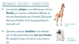 ➢ Los animales salvajes se caracterizan por vivir en
libertad, y en reservas controladas. Además, no
han sido domesticadas por el hombre. Esto quiere
decir que el hombre no los ha preparado para
vivir junto a él.
➢ Llamamos animales domésticos a los animales
que sí están preparados para vivir con el hombre.
Por ejemplo la oveja, el cerdo, la vaca, el perro,
etc.
Animales salvajes y domésticos
La jirafa es un animal
salvaje.
El perro es un
animal doméstico
 