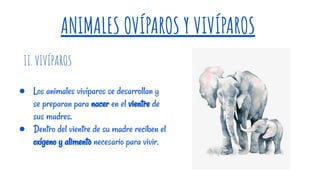 ● Los animales vivíparos se desarrollan y
se preparan para nacer en el vientre de
sus madres.
● Dentro del vientre de su madre reciben el
oxígeno y alimento necesario para vivir.
ANIMALES OVÍPAROS Y VIVÍPAROS
II. VIVÍPAROS
 