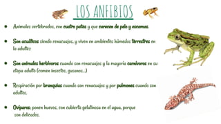 ● Animales vertebrados, con cuatro patas y que carecen de pelo y escamas.
● Son acuáticos siendo renacuajos, y viven en ambientes húmedos terrestres en
la adultez
● Son animales herbívoros cuando son renacuajos y la mayoría carnívoros en su
etapa adulto (comen insectos, gusanos…)
● Respiración por branquias cuando son renacuajos y por pulmones cuando son
adultos.
● Ovíparos; ponen huevos, con cubierta gelatinosa en el agua, porque
son delicados.
LOS ANFIBIOS
 