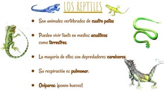 LOS REPTILES
● Son animales vertebrados de cuatro patas
● Pueden vivir tanto en medios acuáticos
como terrestres.
● La mayoría de ellos son depredadores carnívoros.
● Su respiración es pulmonar.
● Ovíparos: ¡ponen huevos!
 