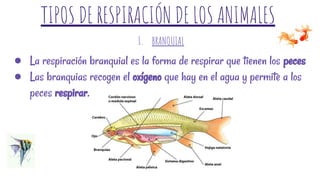 TIPOS DE RESPIRACIÓN DE LOS ANIMALES
● La respiración branquial es la forma de respirar que tienen los peces
● Las branquias recogen el oxígeno que hay en el agua y permite a los
peces respirar.
I. BRANQUIAL
 