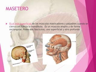 MASETERO
 Es el más superficial de los músculos masticadores y palpables cuando se
cierra con fuerza la mandíbula. Es un músculo amplio y de forma
rectangular. Posee dos fascículos, uno superficial y otro profundo
 
