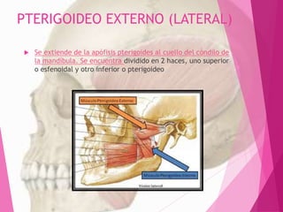 PTERIGOIDEO EXTERNO (LATERAL)
 Se extiende de la apófisis pterigoides al cuello del cóndilo de
la mandíbula. Se encuentra dividido en 2 haces, uno superior
o esfenoidal y otro inferior o pterigoideo
 