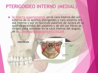PTERIGOIDEO INTERNO (MEDIAL)
 Se inserta superiormente en la cara interna del ala
externa de la apófisis pterigoides y cara externa del
ala interna y por el fascículo palatino de Juvara en la
apófisis piramidal del palatino y de ahí sus fibras se
dirigen para terminar en la cara interna del ángulo
de la..Desktopdiapositivsmf131d.pdf
mandíbula
 