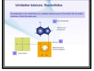 Diapositivas de introduccion