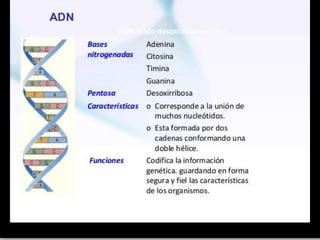 Diapositivas de introduccion