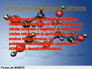Diapositivas de introduccion