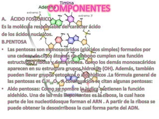 Diapositivas de introduccion