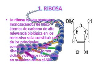 Diapositivas de introduccion