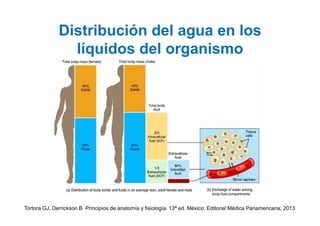 Calidad del agua en el cuerpo humano y su uso | PDF