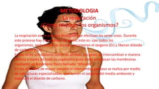 METODOLOGIA
La respiración
¿Cómo respiran los organismos?
La respiración es un proceso biológico que efectúan los seres vivos. Durante
este proceso hay intercambio de gases, esto es: casi todos los
organismos, excluyendo las plantas, incorporan el oxigeno (O ) y liberan dióxido
de carbono (CO ).
En los seres unicelulares como las amibas, los gases se intercambian e manera
directa a través de todo su organismo pues estos atraviesan las membranas
mediante un fenómeno físico llamado “difusion”.
En los animales de mayor tamaño el intercambio gaseoso se realiza por medio
de estructuras especializadas, que toman el oxigeno del medio ambiente y
expulsan el dióxido de carbono.
2

2

 