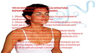 TIPO DE RESPIRACION DE ACUERDO A LAS ESTRUCTURAS
RESPIRATORIAS EN DIFERENTES ORGANISMOS.

1.- Difusión a través de la membrana celular, los gases atraviesan la
membrana celular, como ejemplo la amiba.
2.- Difusión por la piel o cutánea : es el intercambio de gases a través de
la piel, que es muy delgada y esta siempre húmeda teniendo como
ejemplo la lombriz de tierra y la rana.
3.- Traqueal: este tipo de respiración se efectúa mediante túbulos
ramificados y llenos de hemolinfa denominados tráqueas. Las tráqueas se
comunican con el exterior a través de unos poros o espiráculos en la
parte lateral de abdomen de los insectos.
4.- Branquial, la respiración se realiza mediante las branqueas que son
laminas muy delgadas irrigadas de sangre. En los peces se localizan por
debajo de los opérculos ejemplo: Camarón, peces y renacuajos

 