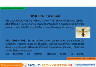 ESCUELA NACIONAL DE AGRICULTURA Y VETERINARIA (ENAV) (1901)
Año 1904 En Piura Charles Towsend introduce a Prospaltella berlesei
para el control de Pinnaspis Minor (hoy Pinnaspis strachani).
Año 1909 – 1911 Se introduce varios parasitoides para Pinnaspis
strachani : Aphitis diaspidis (Ceylan), Aphitis fuscipennis (Barbados)
Aphitis mytilaspidis (Hawaii), Prospaltella berlesei (Ceylan), Chilicoris
similis (Predator) Japón.
No tuvieron un control efectivo sobre la plaga.
HISTORIA : En el Perú
Ing. Eber Armando Ramos Mollehuara
CONTROL BIOLOGICO DE INSECTOS
 