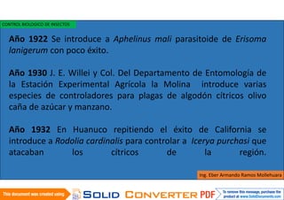 Año 1922 Se introduce a Aphelinus mali parasitoide de Erisoma
lanigerum con poco éxito.
Año 1930 J. E. Willei y Col. Del Departamento de Entomología de
la Estación Experimental Agrícola la Molina introduce varias
especies de controladores para plagas de algodón cítricos olivo
caña de azúcar y manzano.
Año 1932 En Huanuco repitiendo el éxito de California se
introduce a Rodolia cardinalis para controlar a Icerya purchasi que
atacaban los cítricos de la región.
Ing. Eber Armando Ramos Mollehuara
CONTROL BIOLOGICO DE INSECTOS
 