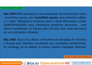 Año 1930 Wille participa en otros proyectos de introducción como
: Scutellista cyanea, para Scutellista cyanea, para Saissetia coffeae
y S. oleae. Metaphycus lonsburyi para S. oleae Blaisoxipha caridei
(SARCOPHAGIDAE) para Schistocera piceifrons peruviana , este
ultimo considerado un fracaso pero 30 años mas tarde demostró
ser un controlador eficiente.
Año 1958 Risco cria y libera a Paratherecia claripalpis En Pativilca
y Huaura para Diatraea saccharalis con resultados satisfactorios,
sin embargo no se adopto la mosca cubana Lixophaga diatraea.
Ing. Eber Armando Ramos Mollehuara
CONTROL BIOLOGICO DE INSECTOS
 