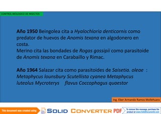 Año 1950 Beingolea cita a Hyalochloria denticornis como
predator de huevos de Anomis texana en algodonero en
costa.
Merino cita las bondades de Rogas gossipii como parasitoide
de Anomis texana en Carabaillo y Rimac.
Año 1964 Salazar cita como parasitoides de Saisetia. oleae :
Metaphycus lounsbury Scutellista cyanea Metaphycus
luteolus Mycroterys flavus Coccophagus quaestor
Ing. Eber Armando Ramos Mollehuara
CONTROL BIOLOGICO DE INSECTOS
 