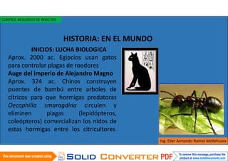 Aprox. 2000 ac. Egipcios usan gatos
para controlar plagas de roedores
Auge del imperio de Alejandro Magno
Aprox. 324 ac. Chinos construyen
puentes de bambú entre arboles de
cítricos para que hormigas predatoras
Oecophilla smaragdina circulen y
eliminen plagas (lepidópteros,
coleópteros) comercializan los nidos de
estas hormigas entre los citricultores.
HISTORIA: EN EL MUNDO
Ing. Eber Armando Ramos Mollehuara
CONTROL BIOLOGICO DE INSECTOS
INICIOS: LUCHA BIOLOGICA
 