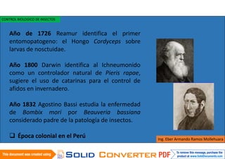 Año de 1726 Reamur identifica el primer
entomopatogeno: el Hongo Cordyceps sobre
larvas de nosctuidae.
Año 1800 Darwin identifica al Ichneumonido
como un controlador natural de Pieris rapae,
sugiere el uso de catarinas para el control de
afidos en invernadero.
Año 1832 Agostino Bassi estudia la enfermedad
de Bombix mori por Beauveria bassiana
considerado padre de la patología de insectos.
 Época colonial en el Perú Ing. Eber Armando Ramos Mollehuara
CONTROL BIOLOGICO DE INSECTOS
 