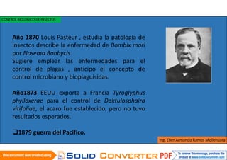 Año 1870 Louis Pasteur , estudia la patología de
insectos describe la enfermedad de Bombix mori
por Nosema Bonbycis.
Sugiere emplear las enfermedades para el
control de plagas , anticipo el concepto de
control microbiano y bioplaguisidas.
Año1873 EEUU exporta a Francia Tyroglyphus
phylloxerae para el control de Daktulosphaira
vitifoliae, el acaro fue establecido, pero no tuvo
resultados esperados.
1879 guerra del Pacifico.
Ing. Eber Armando Ramos Mollehuara
CONTROL BIOLOGICO DE INSECTOS
 