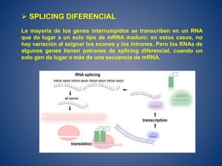  SPLICING DIFERENCIAL
La mayoría de los genes interrumpidos se transcriben en un RNA
que da lugar a un solo tipo de mRNA maduro: en estos casos, no
hay variación al asignar los exones y los intrones. Pero los RNAs de
algunos genes tienen patrones de splicing diferencial, cuando un
solo gen da lugar a más de una secuencia de mRNA.
 
