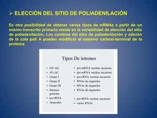 ELECCIÓN DEL SITIO DE POLIADENILACIÓN
Es otra posibilidad de obtener varios tipos de mRNAs a partir de un
mismo transcrito primario reside en la variabilidad de elección del sitio
de poliadenilación. Los cambios del sitio de poliadenilación y adición
de la cola poli A pueden modificar el extremo carboxi-terminal de la
proteína
 