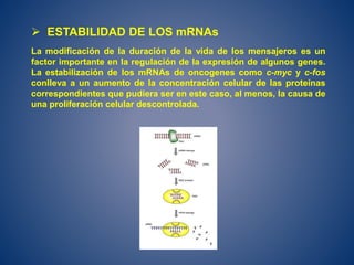  ESTABILIDAD DE LOS mRNAs
La modificación de la duración de la vida de los mensajeros es un
factor importante en la regulación de la expresión de algunos genes.
La estabilización de los mRNAs de oncogenes como c-myc y c-fos
conlleva a un aumento de la concentración celular de las proteínas
correspondientes que pudiera ser en este caso, al menos, la causa de
una proliferación celular descontrolada.
 